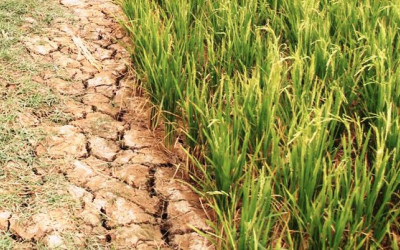 Cách phát hiện nước mặn và phương pháp xử lý