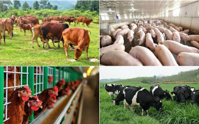 Vật nuôi phát triển tốt nhờ sử dụng hệ thống lọc tổng trong chăn nuôi.