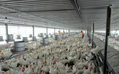 Hệ thống lọc tổng trong trại gà – Giải pháp cho chăn nuôi gà hiệu quả