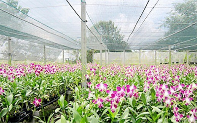 Cách tưới nước cho hoa lan kích thích lan ra hoa hiệu quả