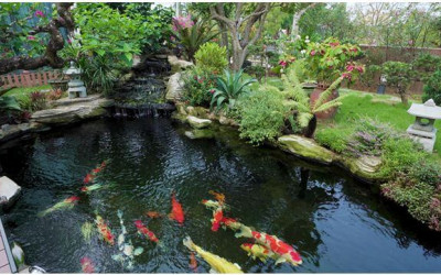 Hệ thống lọc nước hồ cá, vật dụng không thể thiếu trong bất cứ bể cá nào