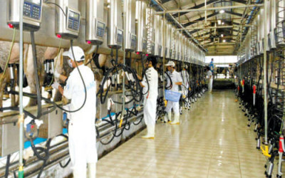 Bí quyết tăng hiệu quả chăn nuôi bò sữa gấp đôi các chuyên gia khuyên dùng