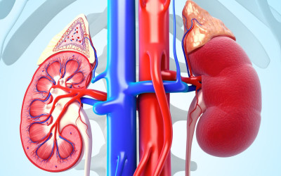 Góc giải đáp: Nước ion kiềm có thực sự tốt dành cho thận không?